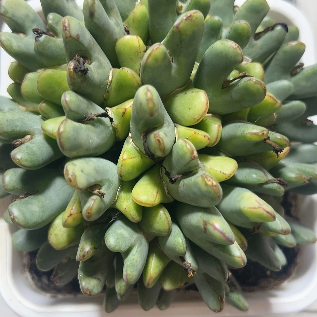 少帅锦多肉植物锦