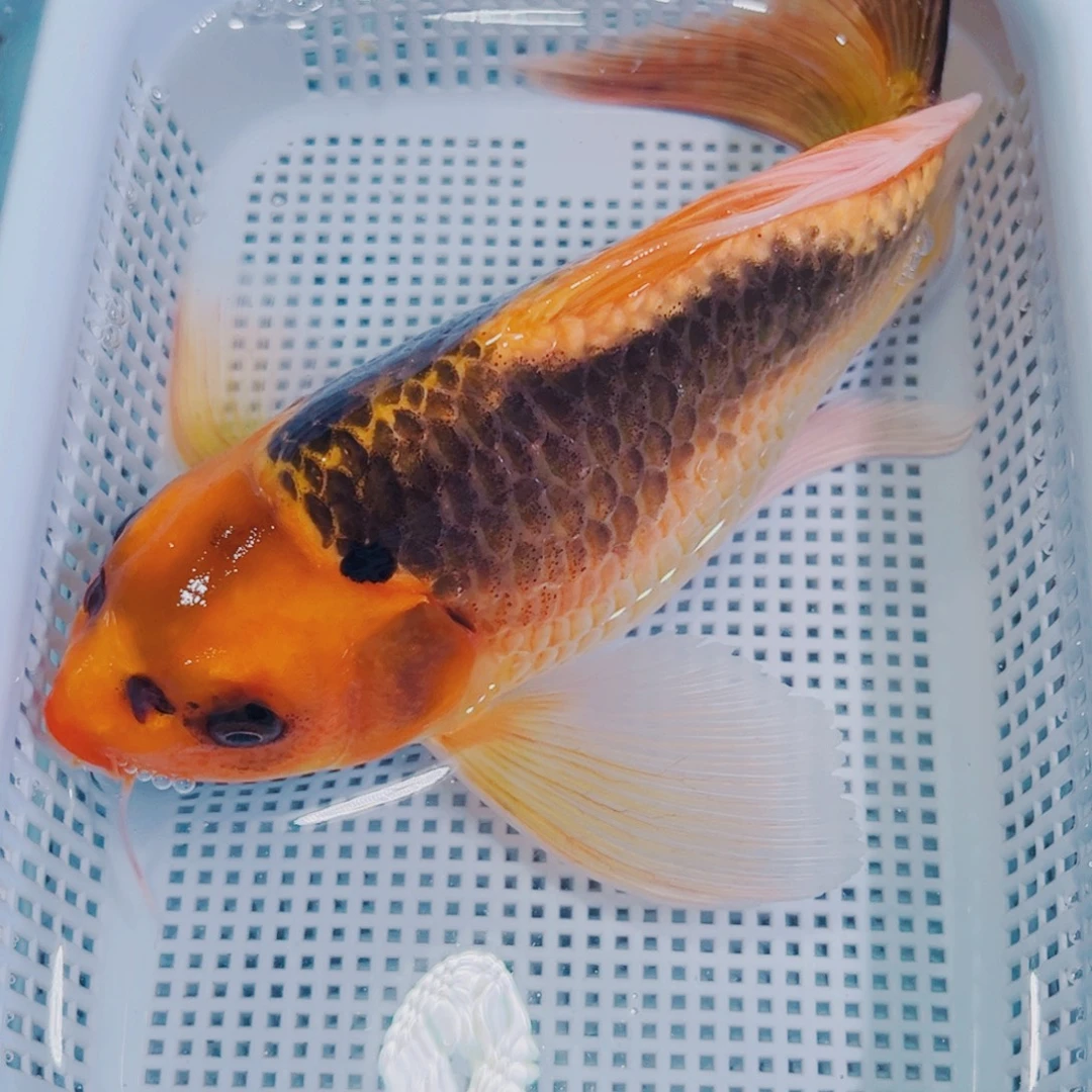 锦鲤锦鲤冷水鱼观赏125