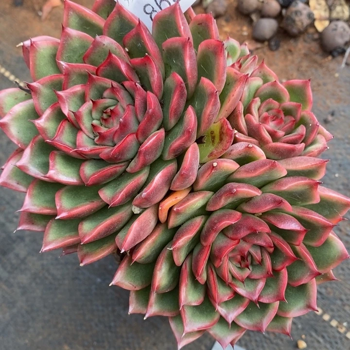 8695杂交老桩，13厘米