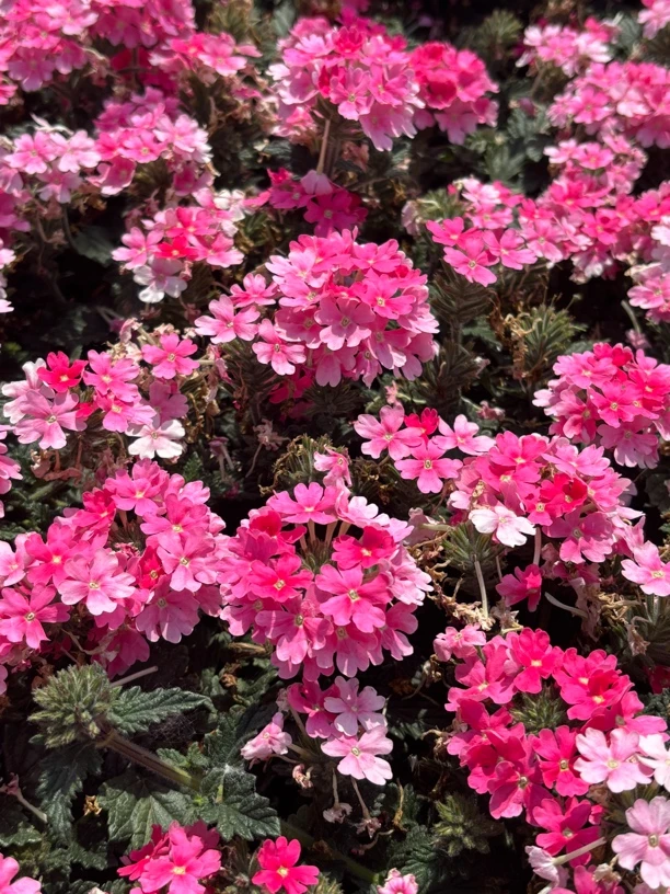 美女樱多年生草本花卉耐寒耐热四季开花好养带花苞