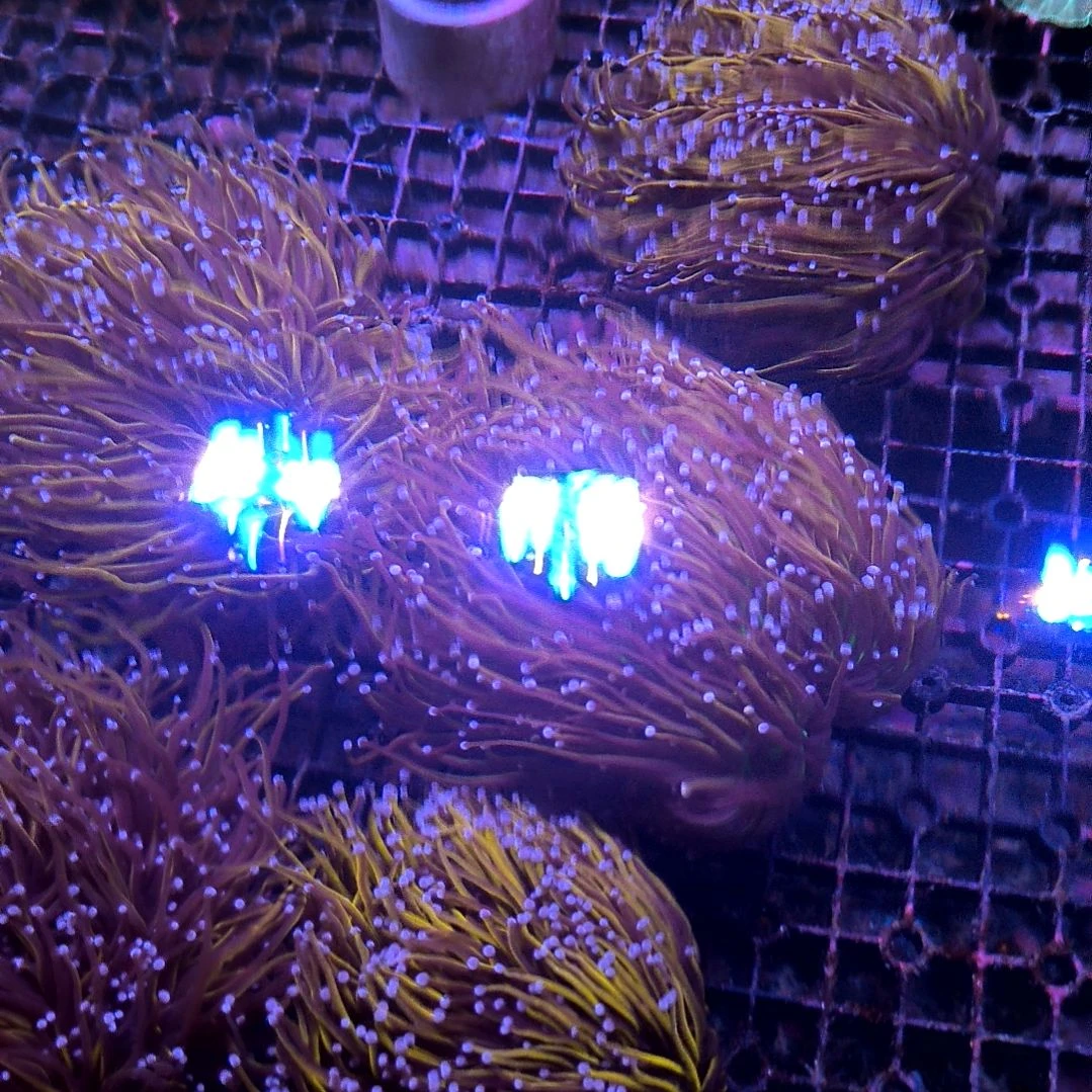 纽扣珊瑚长须皮革