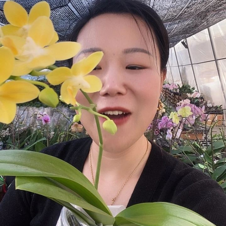 无花朵黄金梦蝴蝶兰