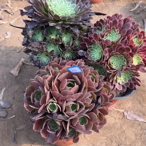 262多肉植物组合