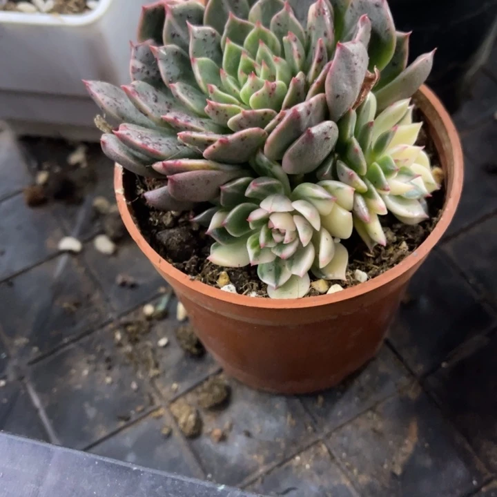 秋可园艺 拉丝花脸锦群