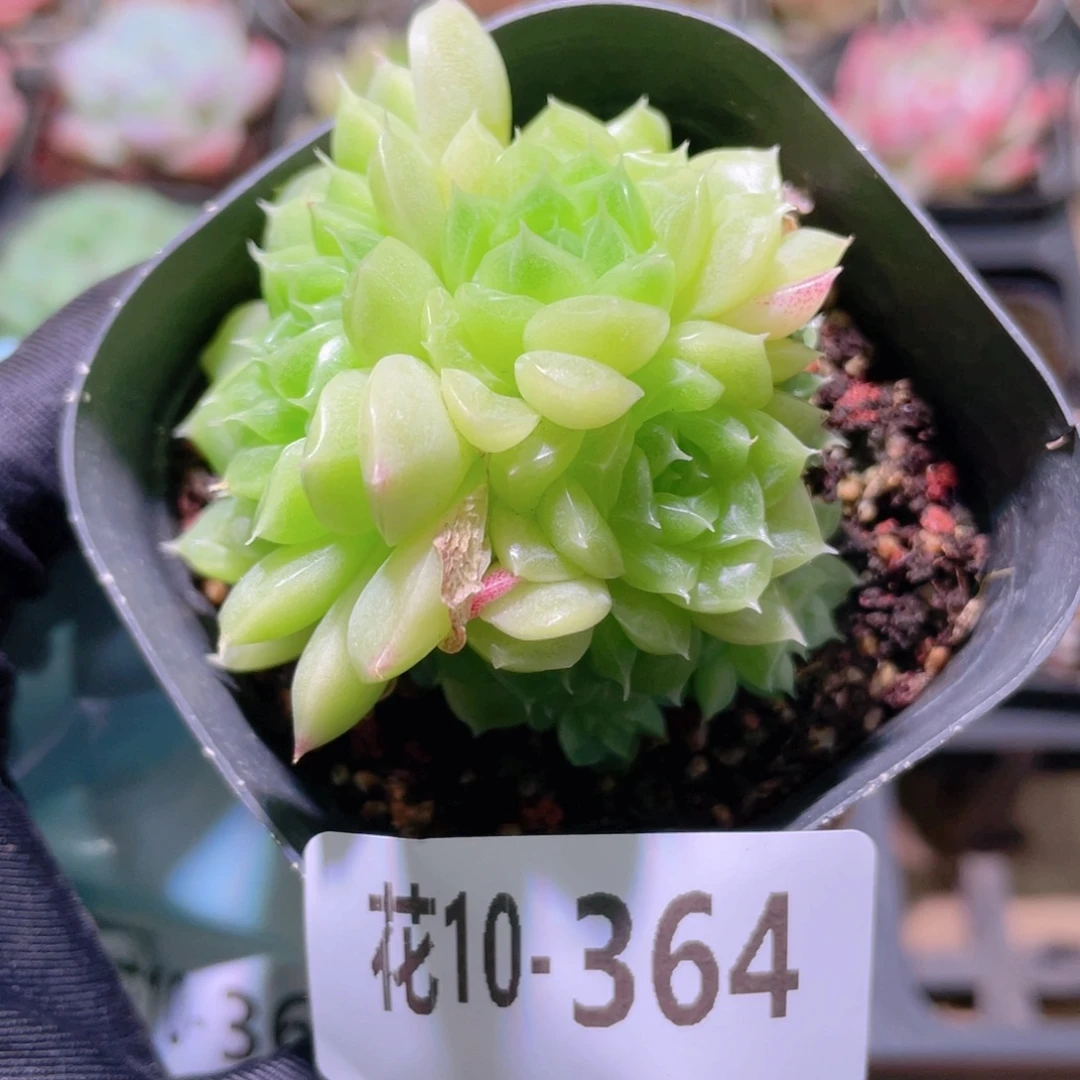 花利美10-364麦秆群