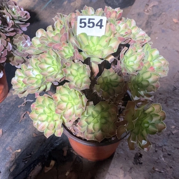 法师一物一拍554