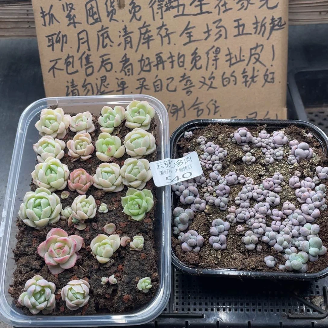 云糖心多肉植物540
