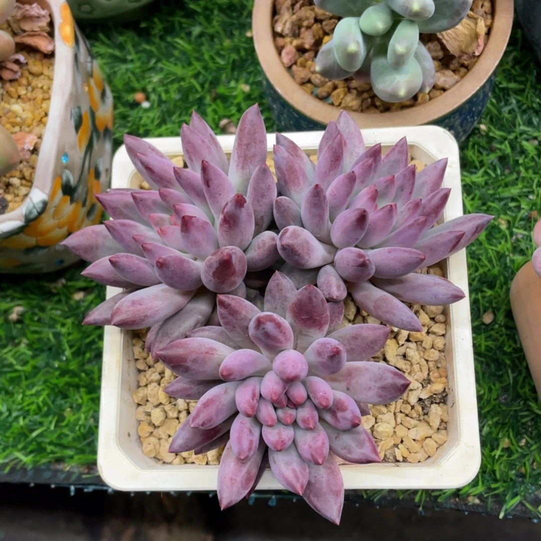 流沙虞美人多肉植物