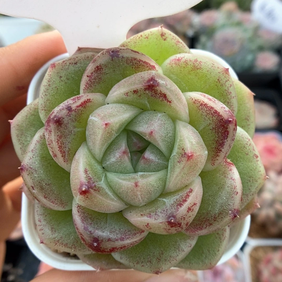 珍妮麦秆可拍4105号