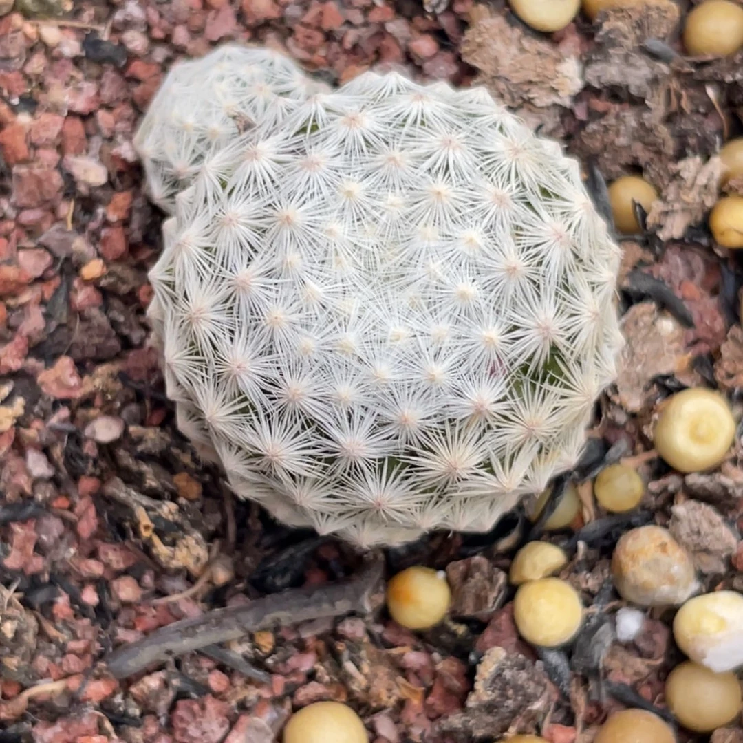 姬春星2.5单头小群特价