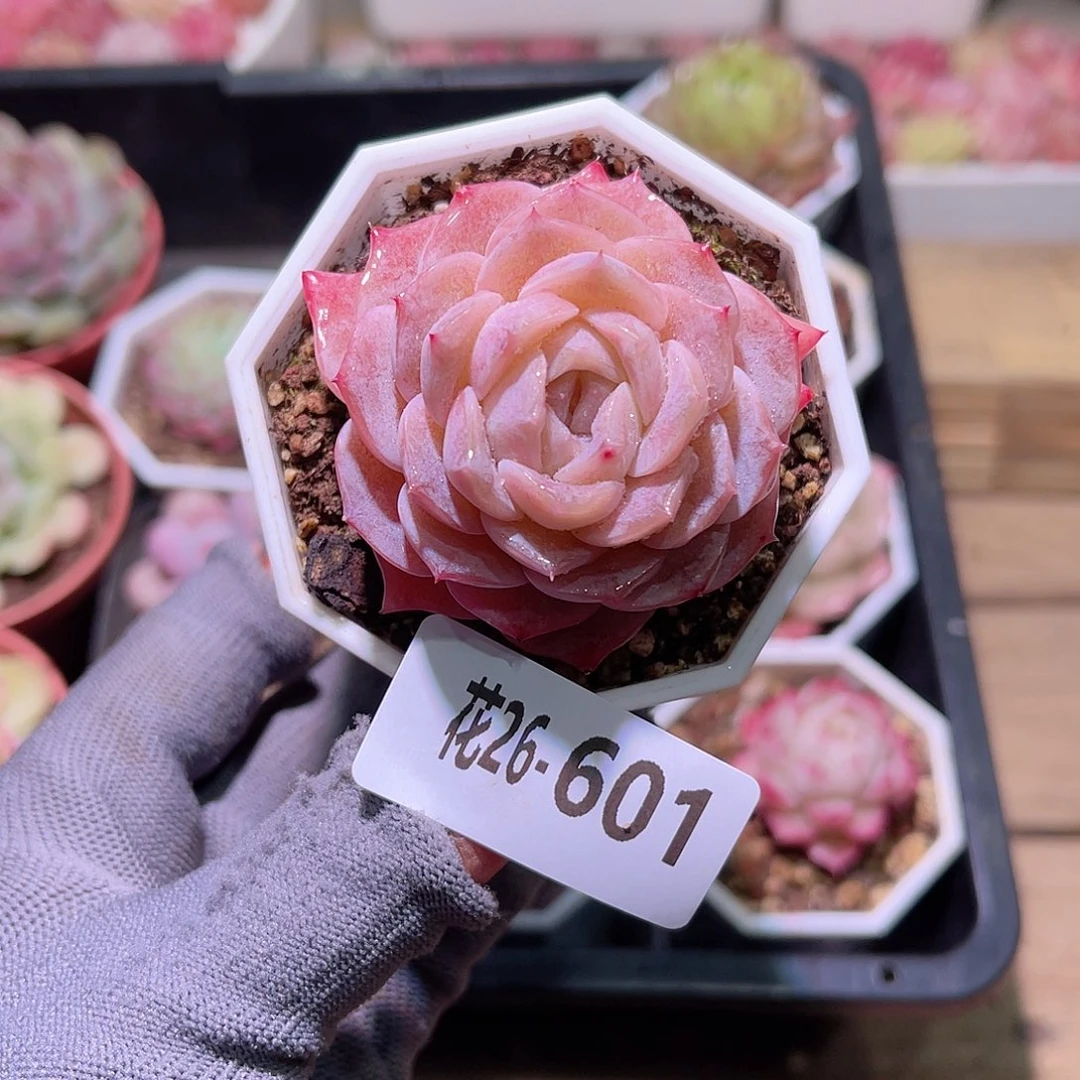 花26-601纯爱单头