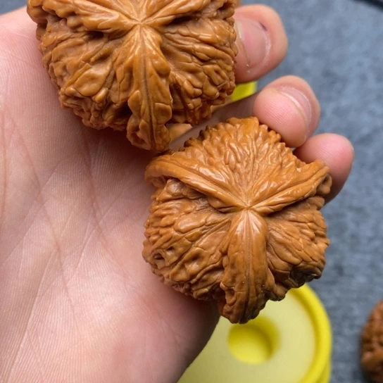 ～****白狮子三棱11111