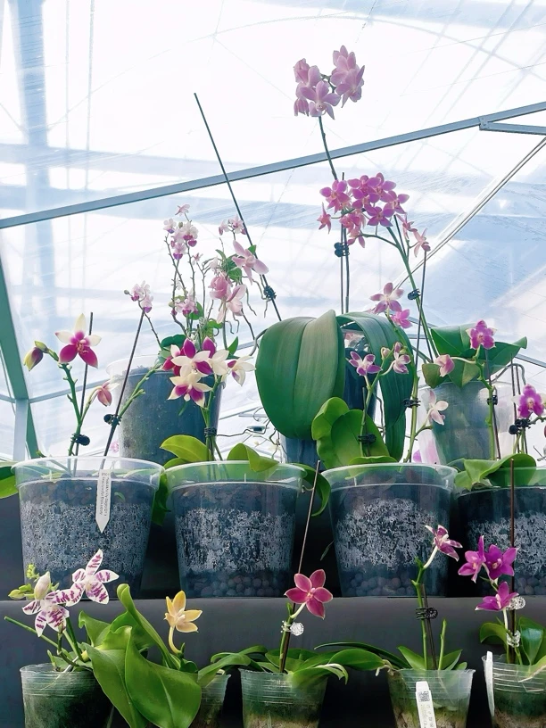 原生种蝴蝶兰柳林17号链接