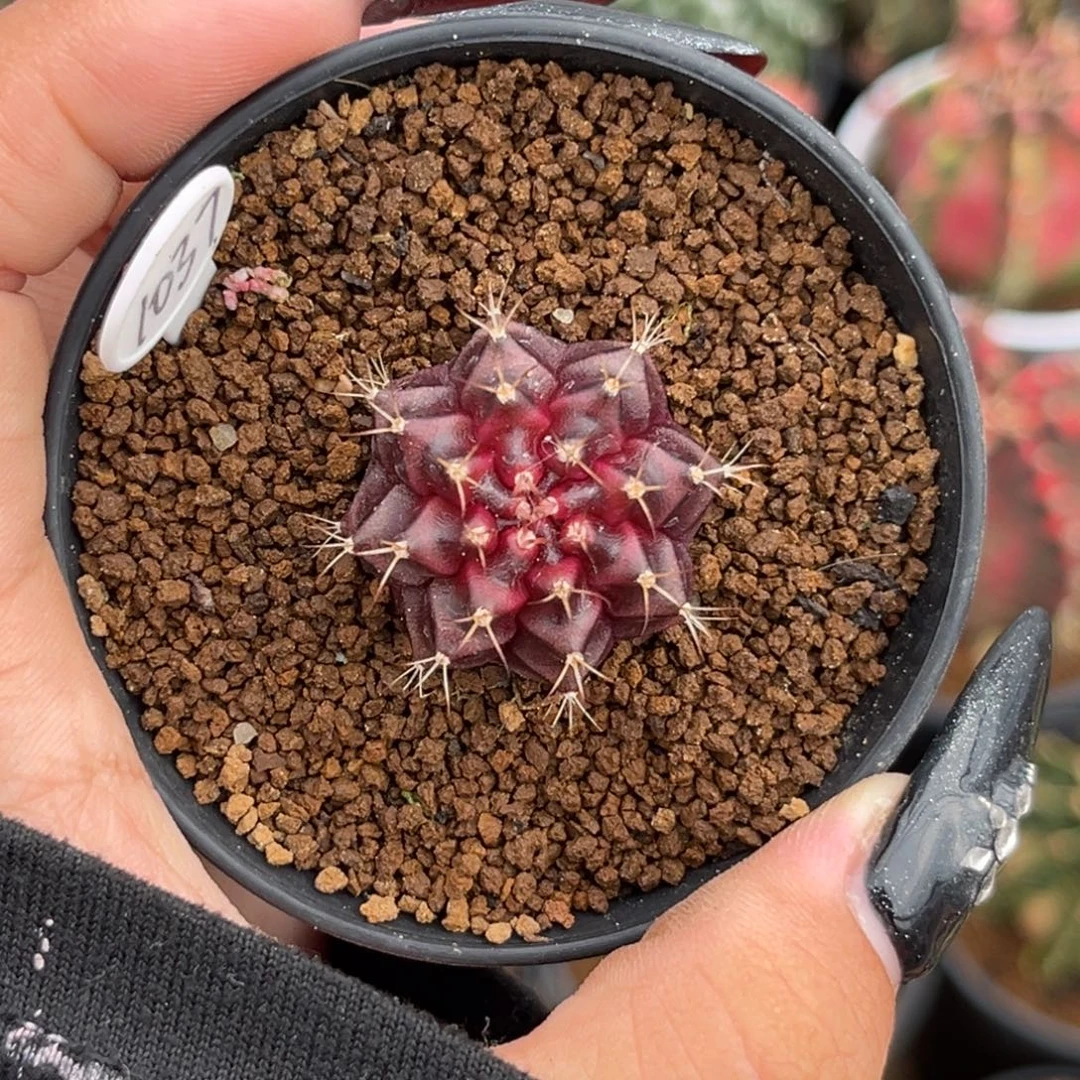 1037 带盆土发货 福利