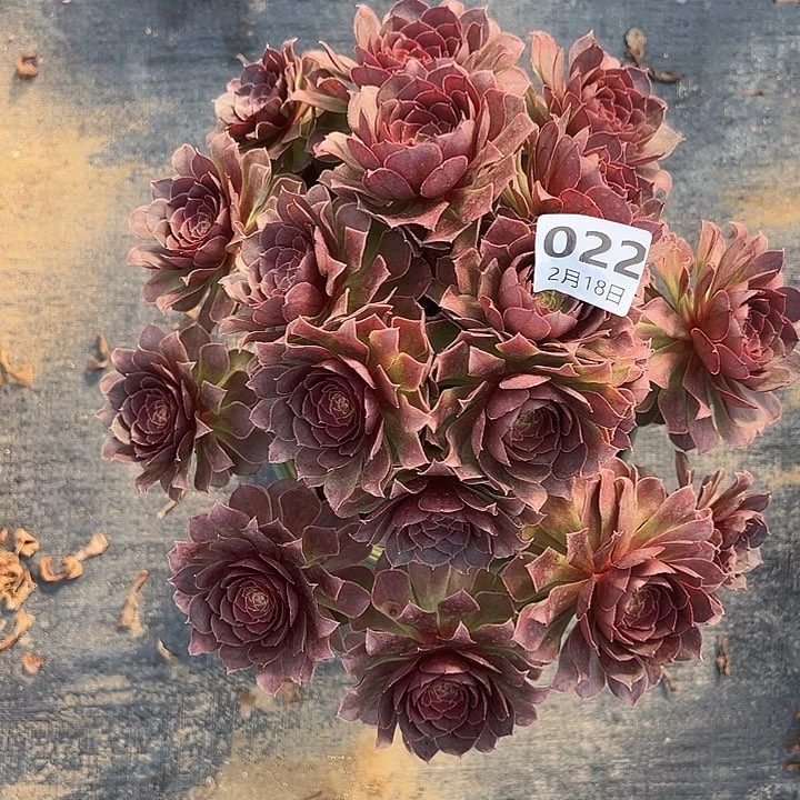 2.18-22桃花石多肉