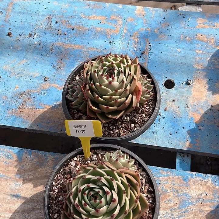 18.20蓝龙一个脱土