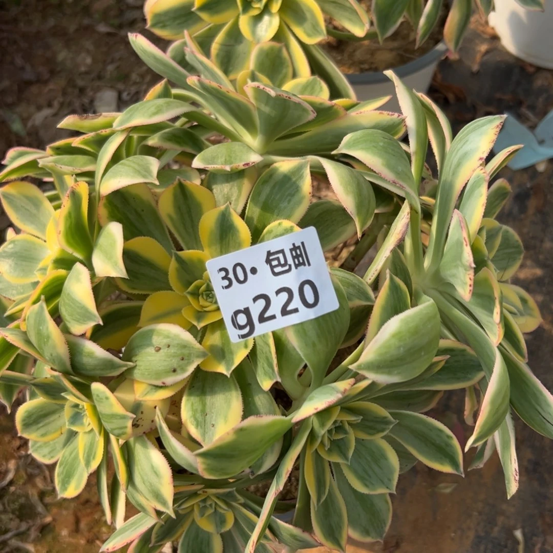 意*意220灿烂多肉法师