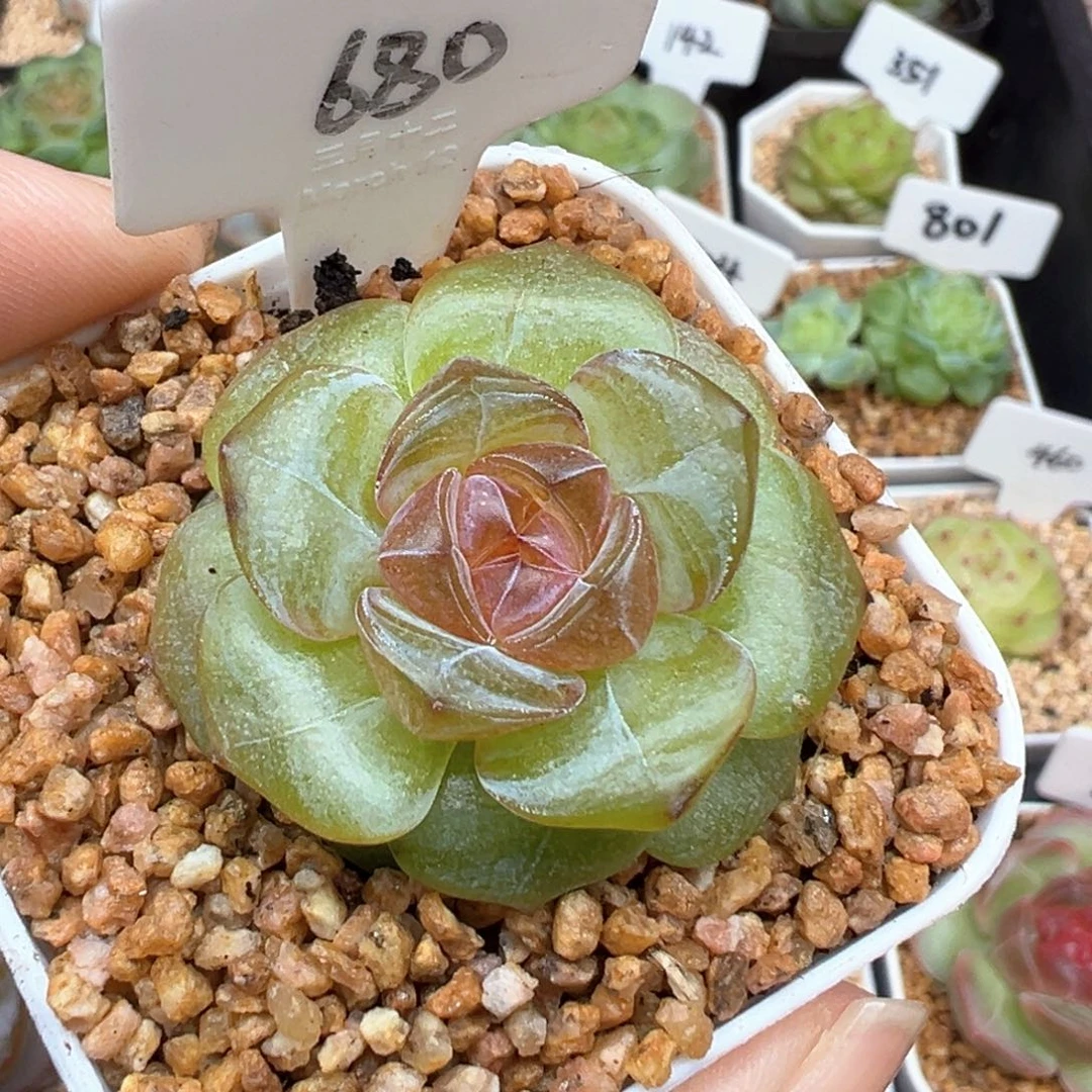 680号香辣堡 晗雨多肉