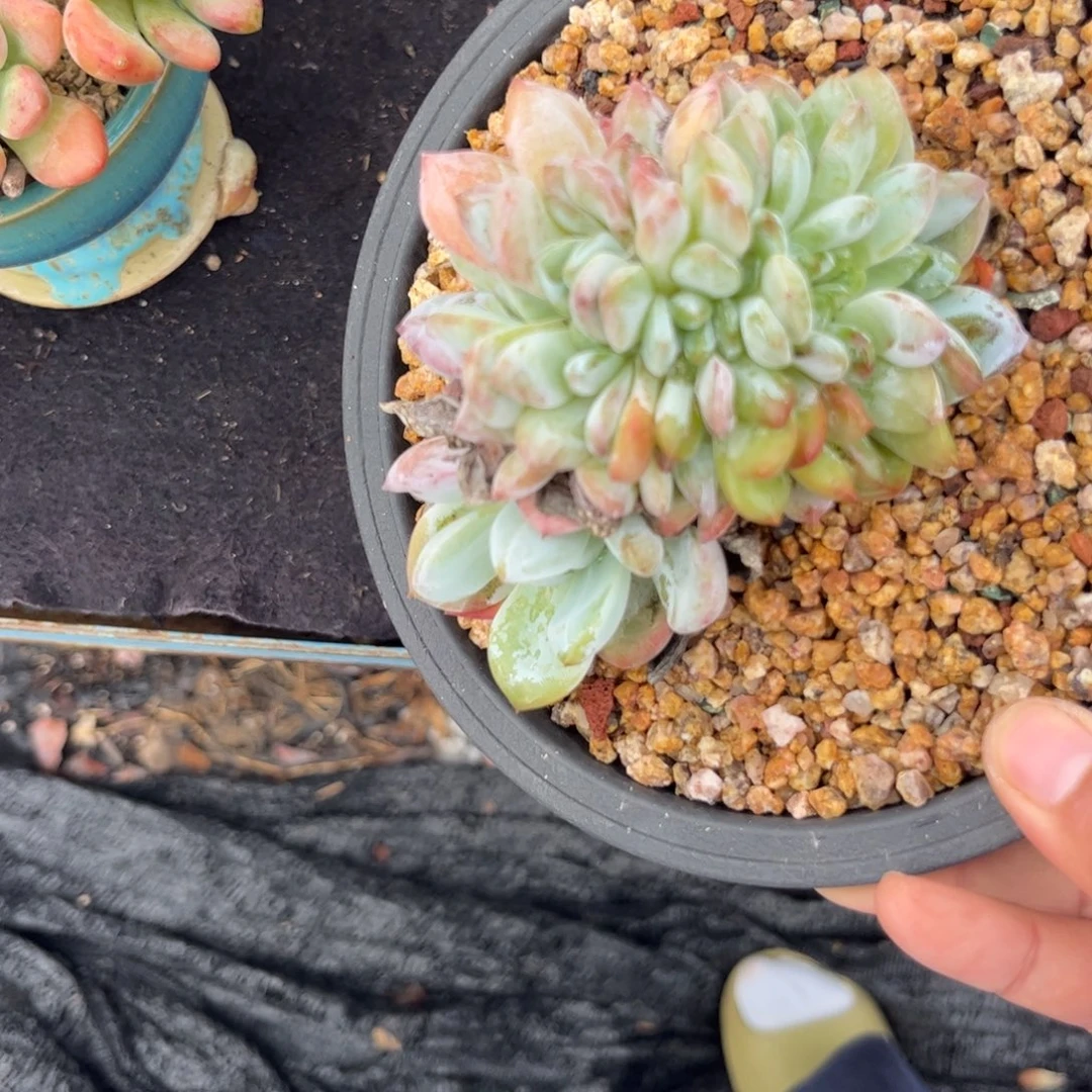 熔***熔多肉植物1111111111