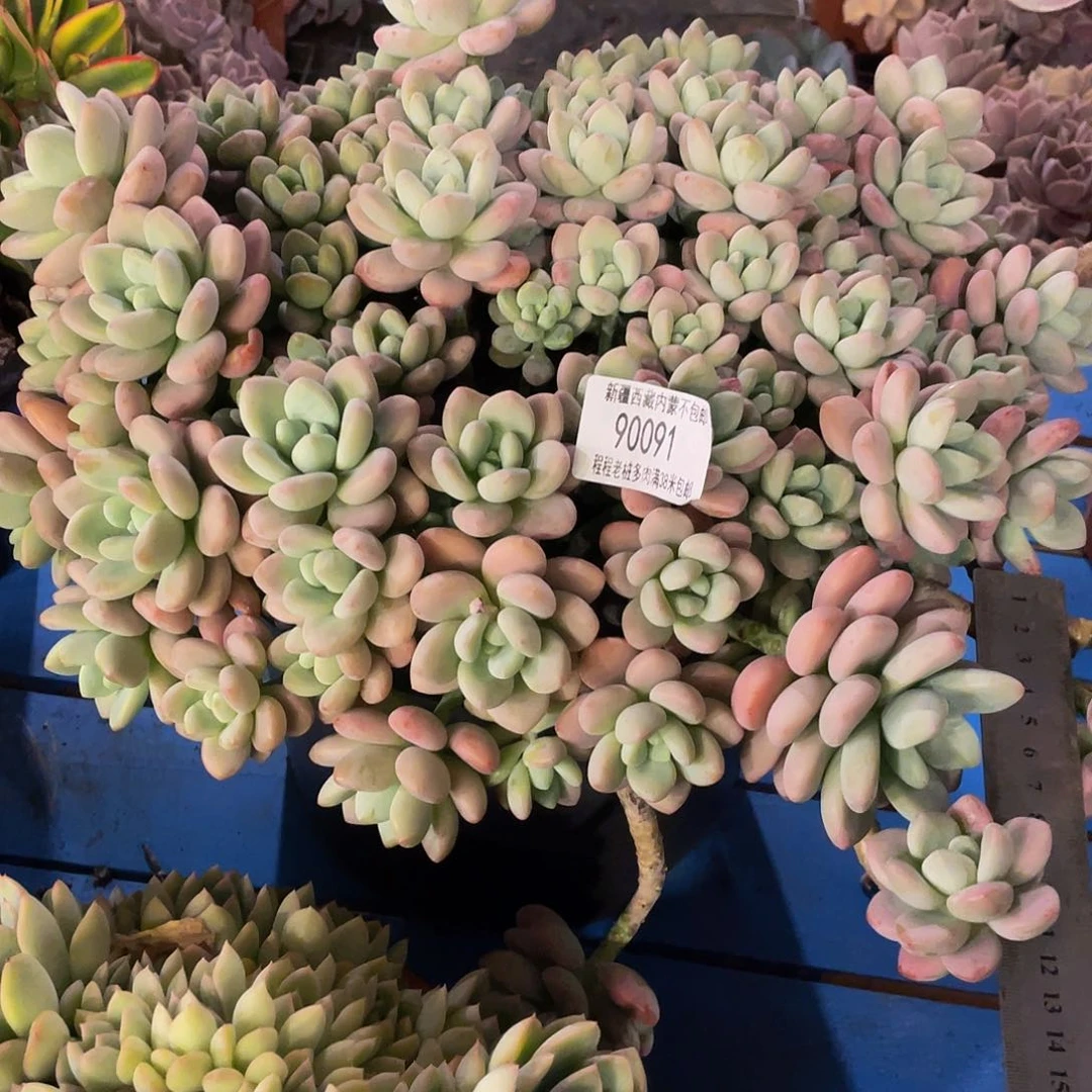 Y*D红洛神90091多肉