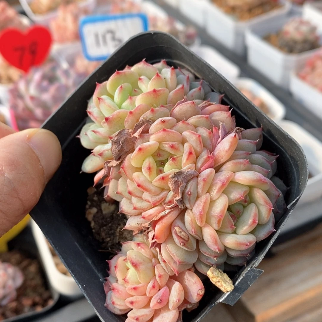 精品多肉一物一拍不包整78