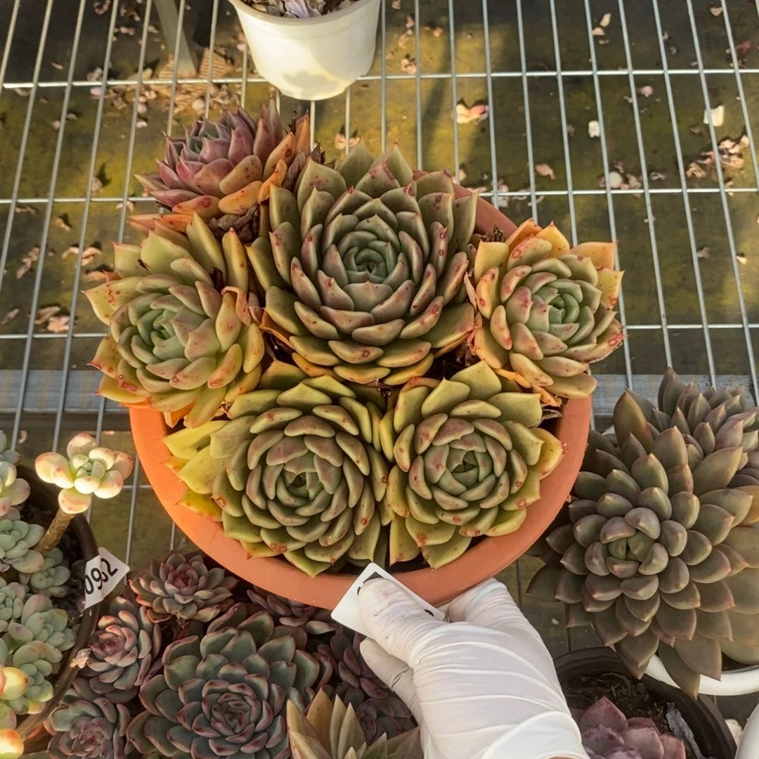 5482粉蝶杂一物一拍