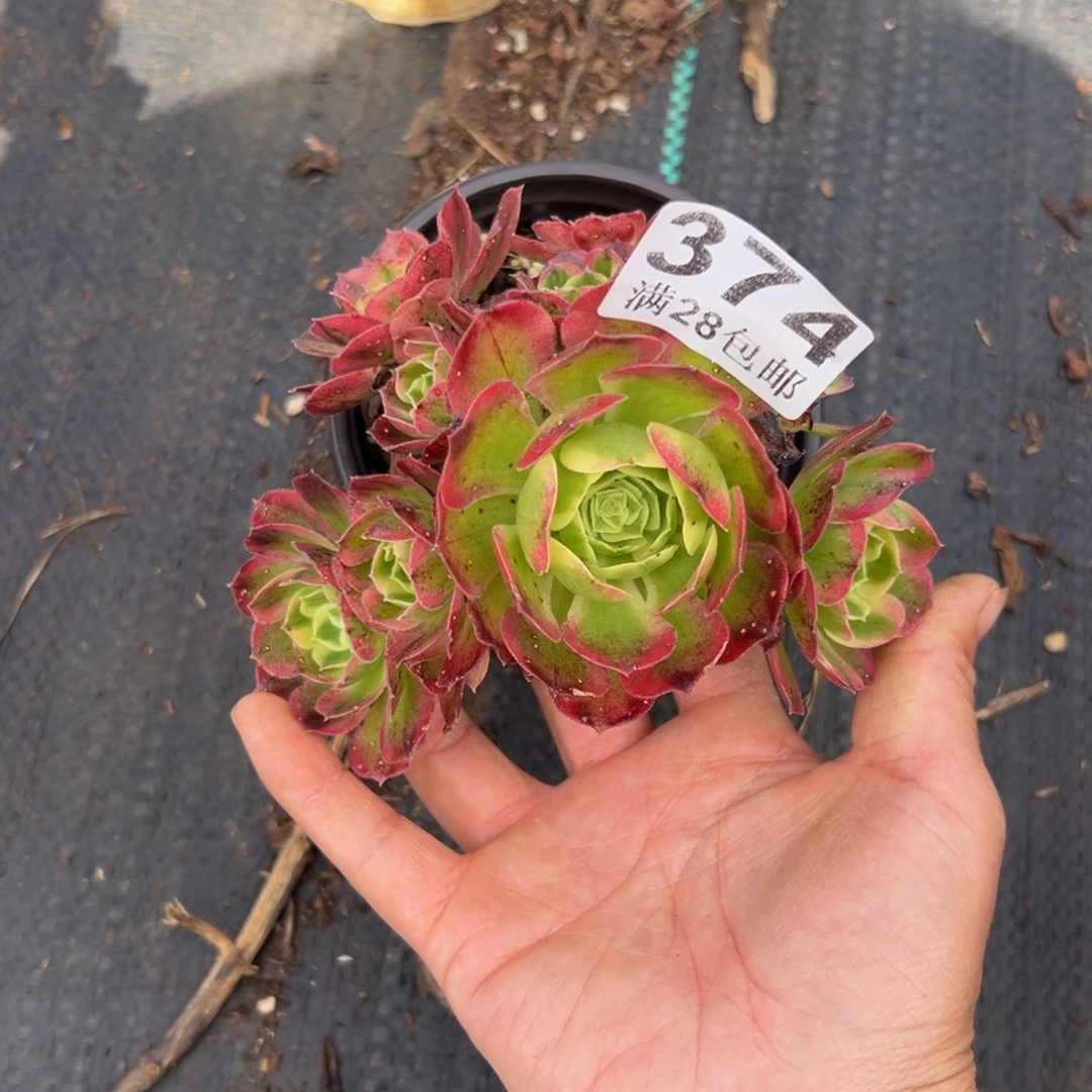 阳***光多肉植物374无售后