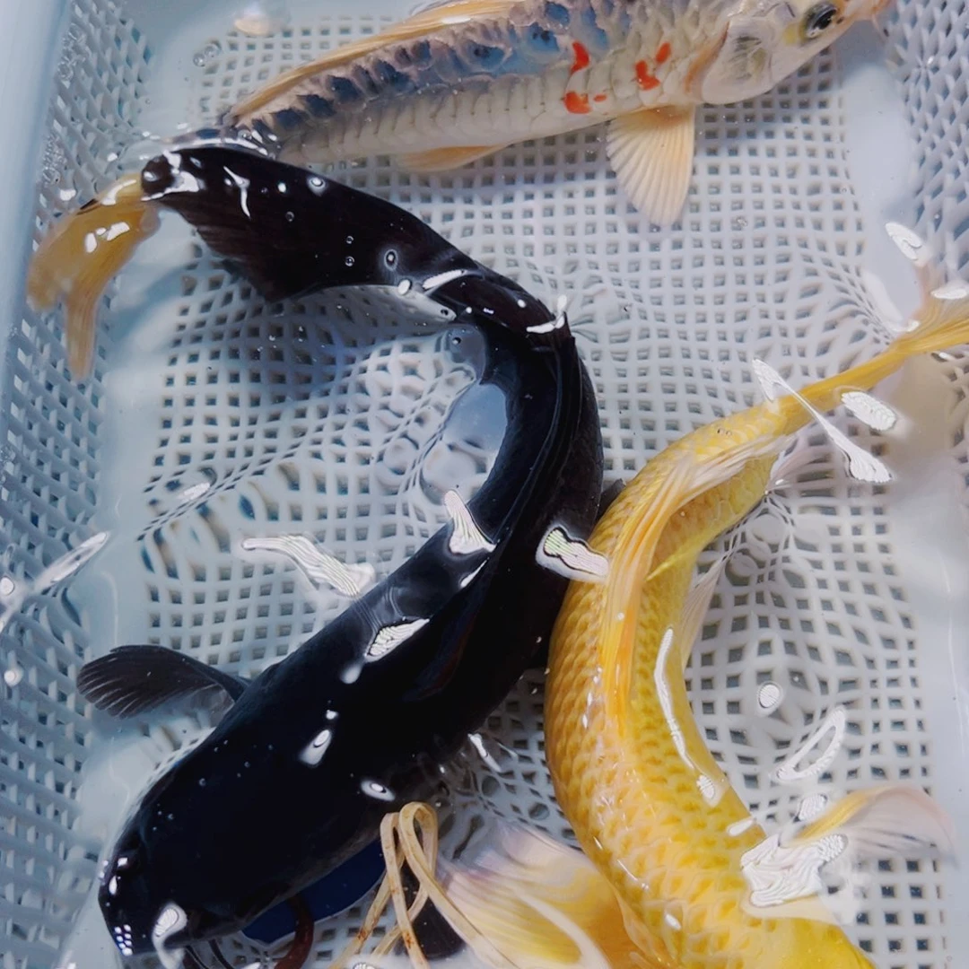 海水鱼锦鲤冷水21