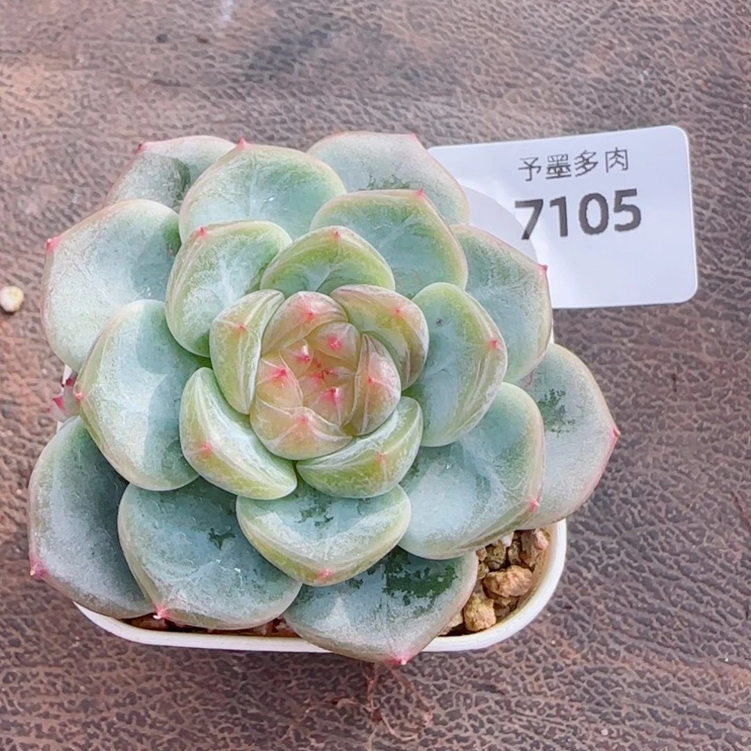 甜心，7105多肉植物
