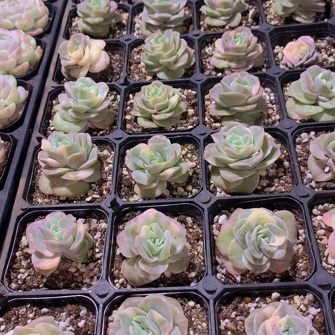 可爱玫瑰锦23567789990000