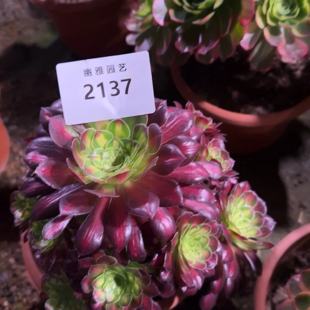 多肉植物冰铜2137