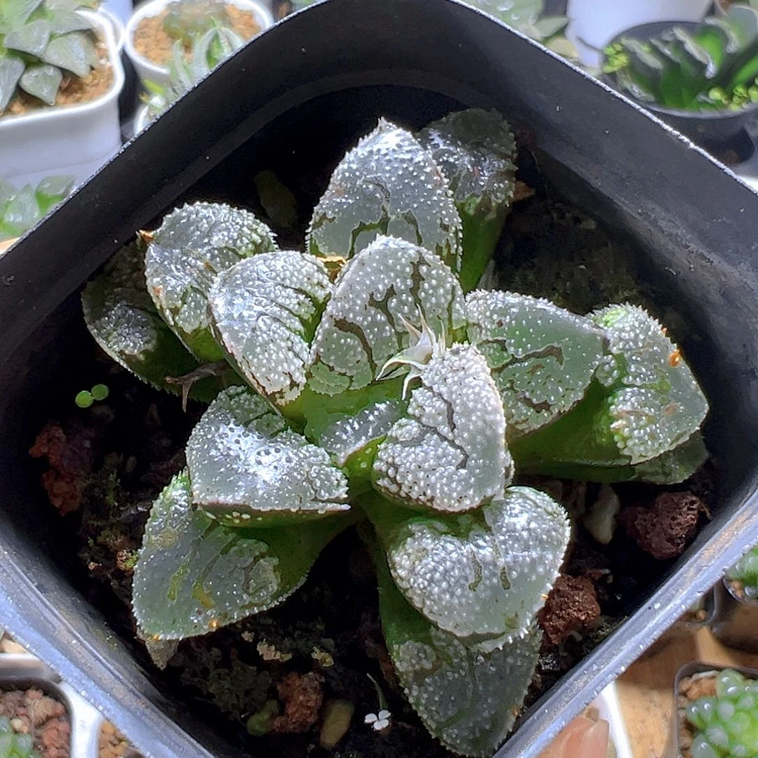 魔多寿多肉多肉多肉多肉