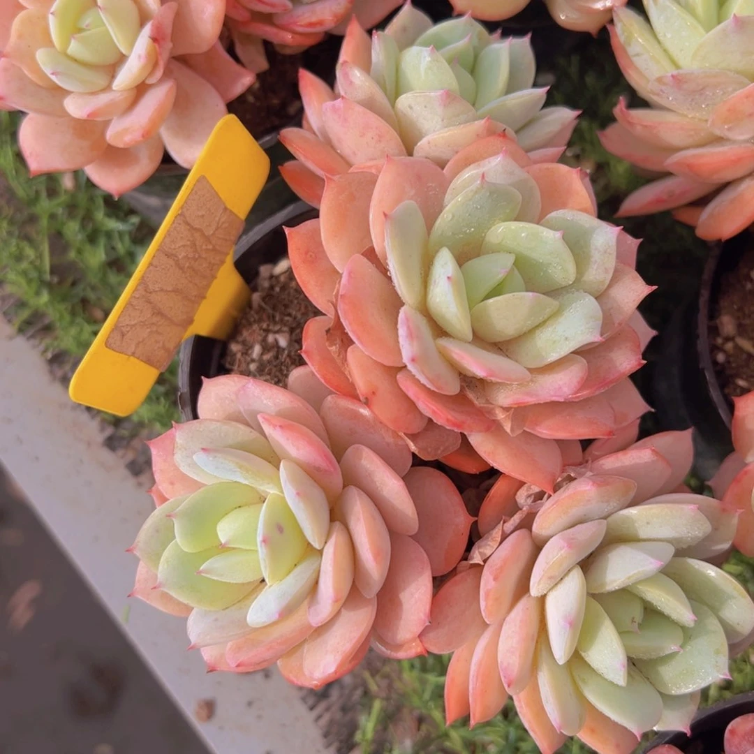 香玉的故事是一个人的