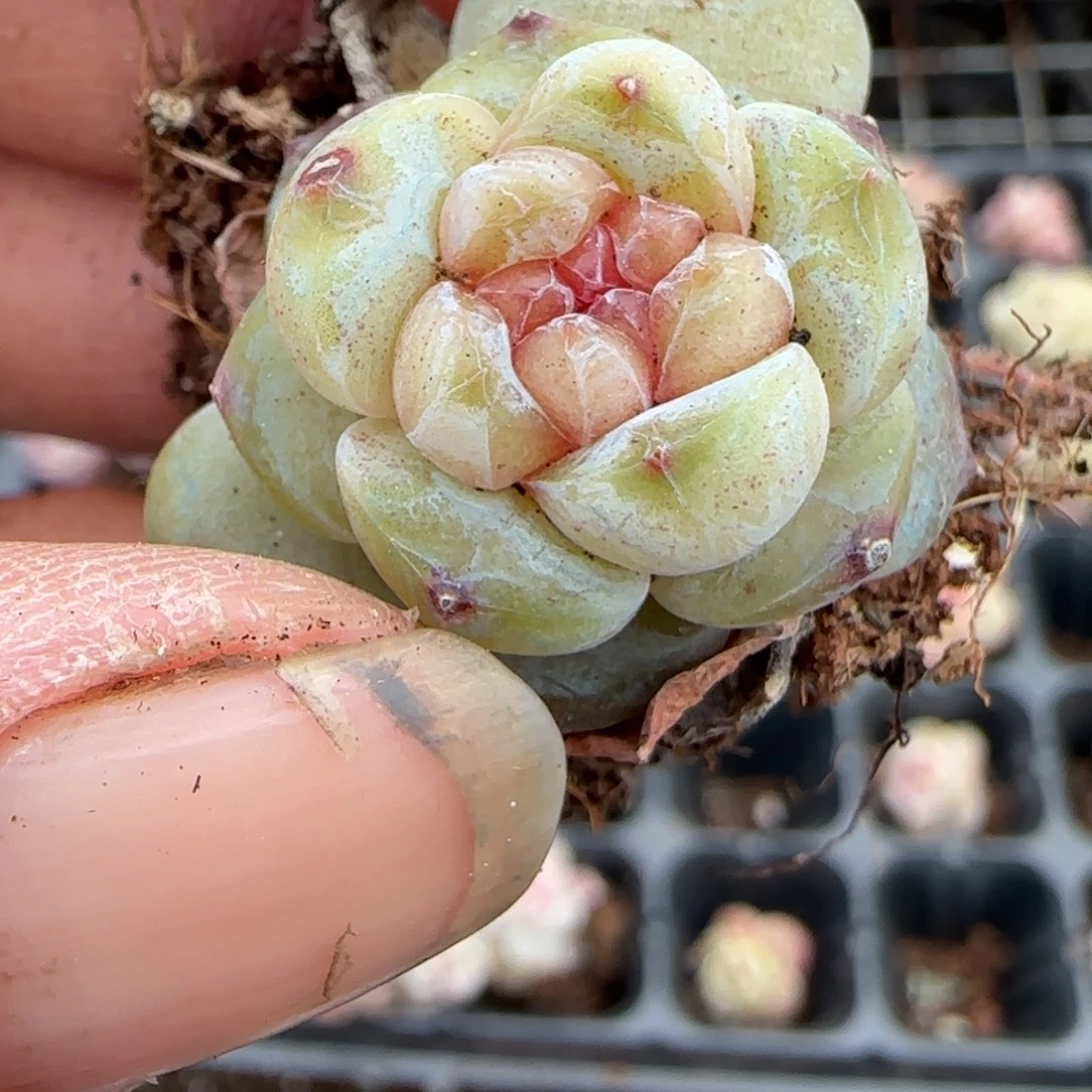 多肉小卡拉米糖心一物一拍