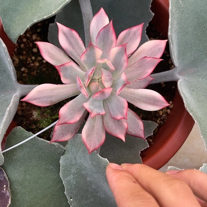 宝莲灯锦多肉植物