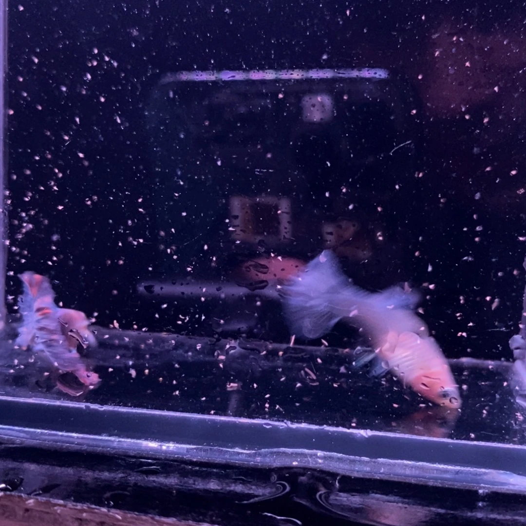 孔雀鱼红尘野生色一对