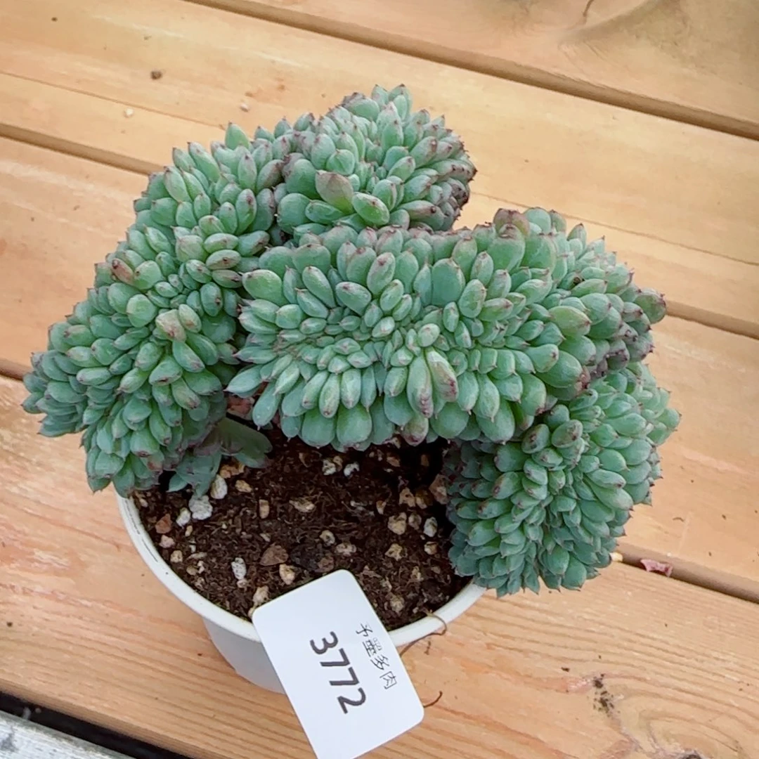 白胖子缀化，3772多肉植物