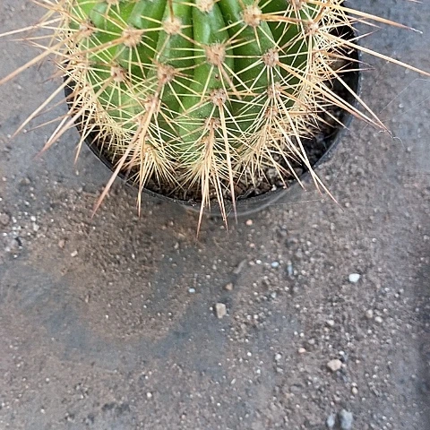 粉桃毛花毛花246788