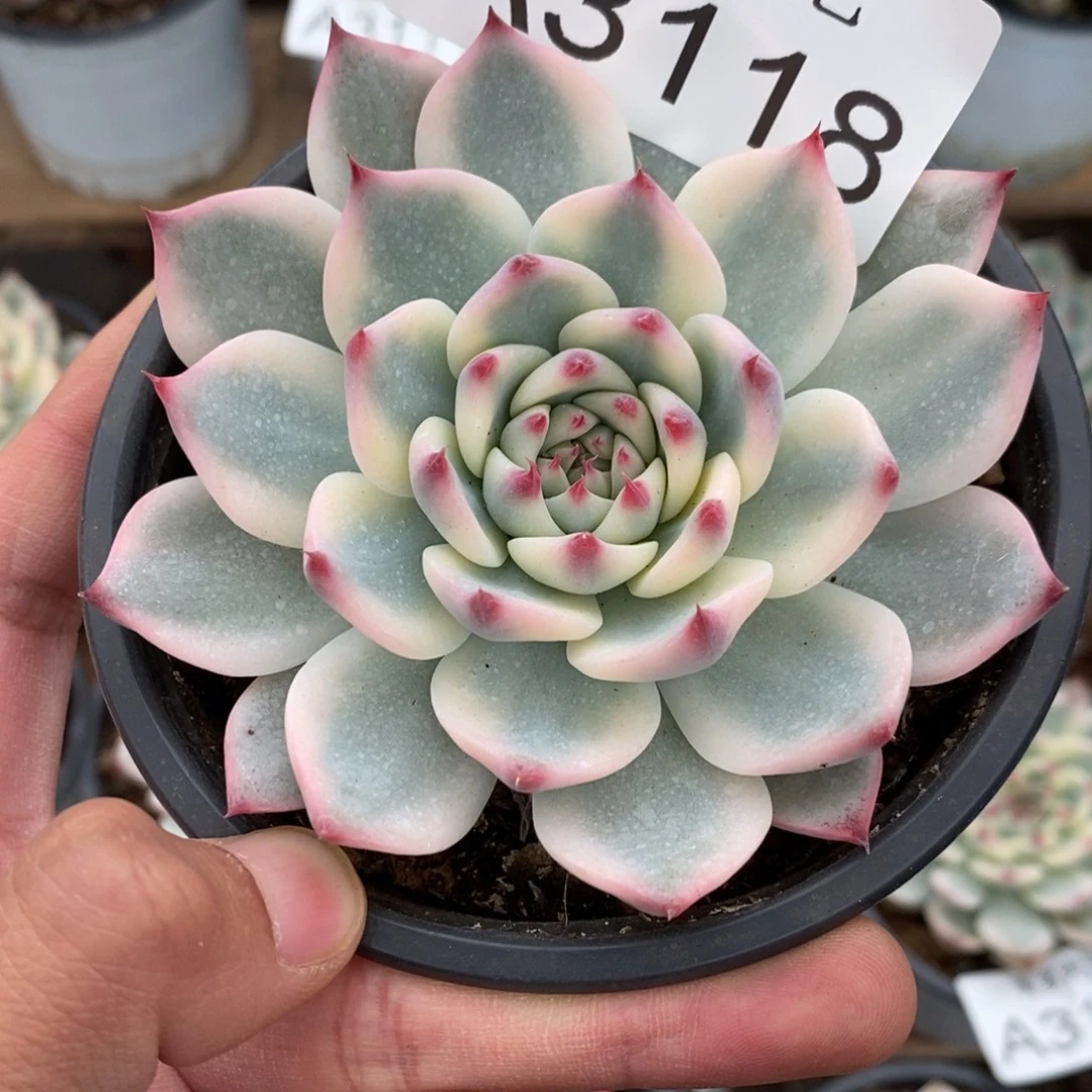 吉娃娃锦多肉植物A3118