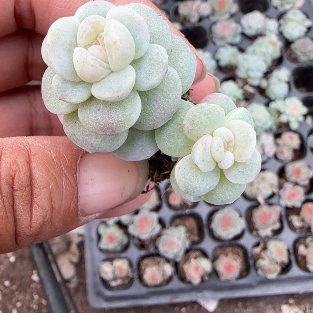 多肉小卡拉米糖心一物一拍