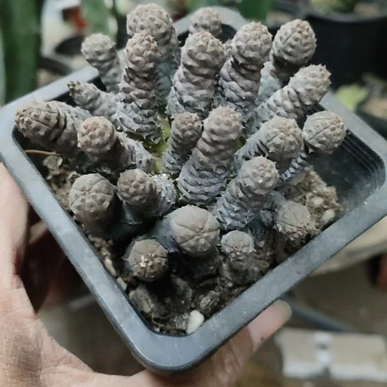 仙人球布纹球群带盆