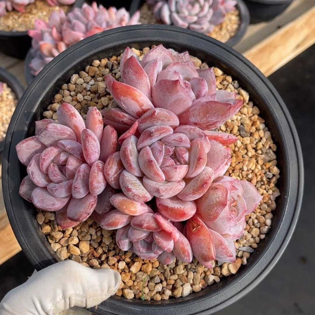 石榴籽星影一物一拍