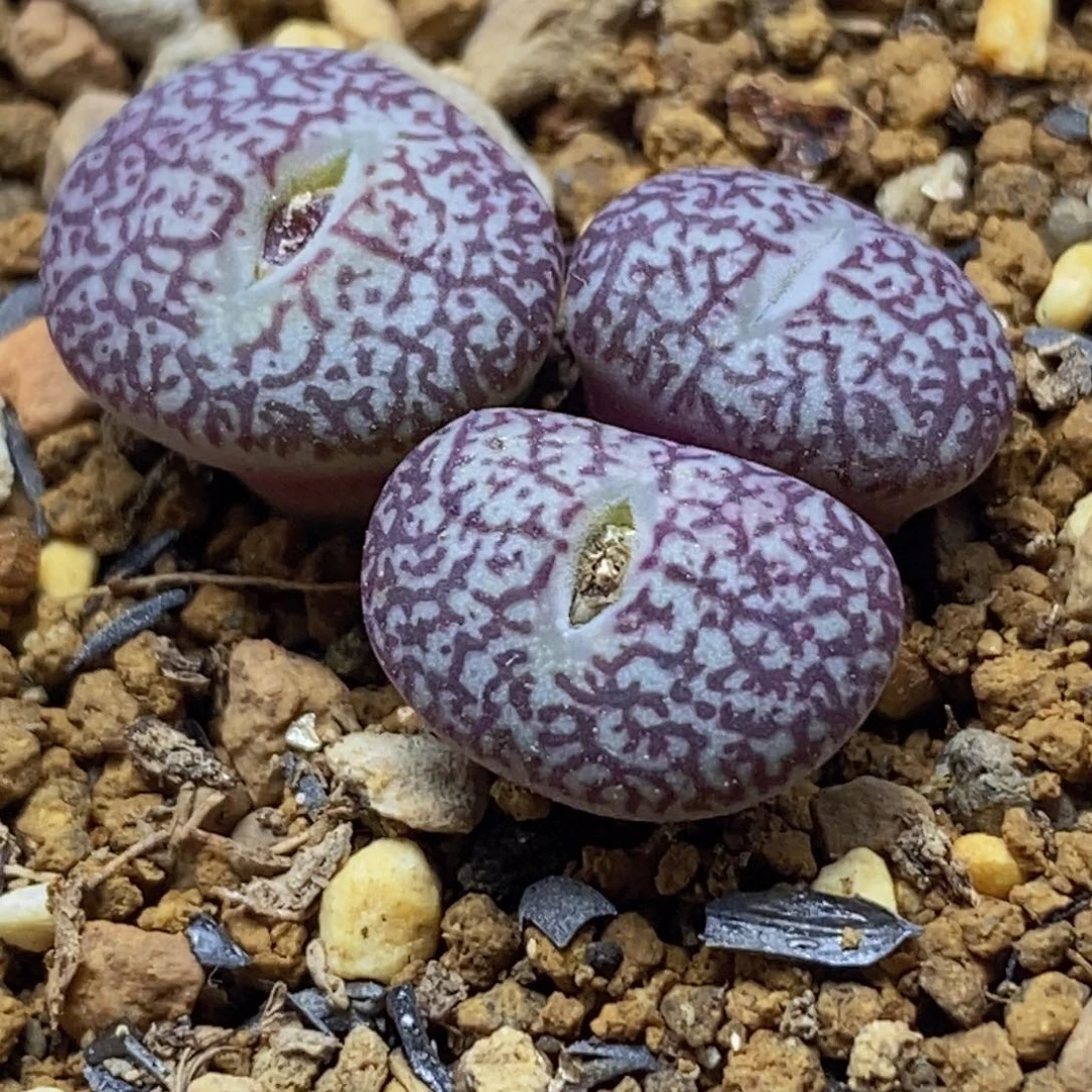 三头密纹安贞三头密纹安贞