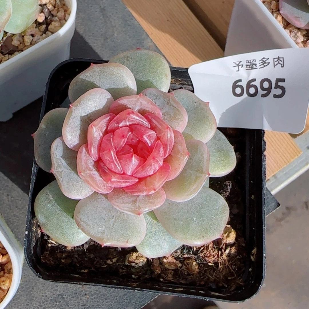 粉恋，6695多肉植物
