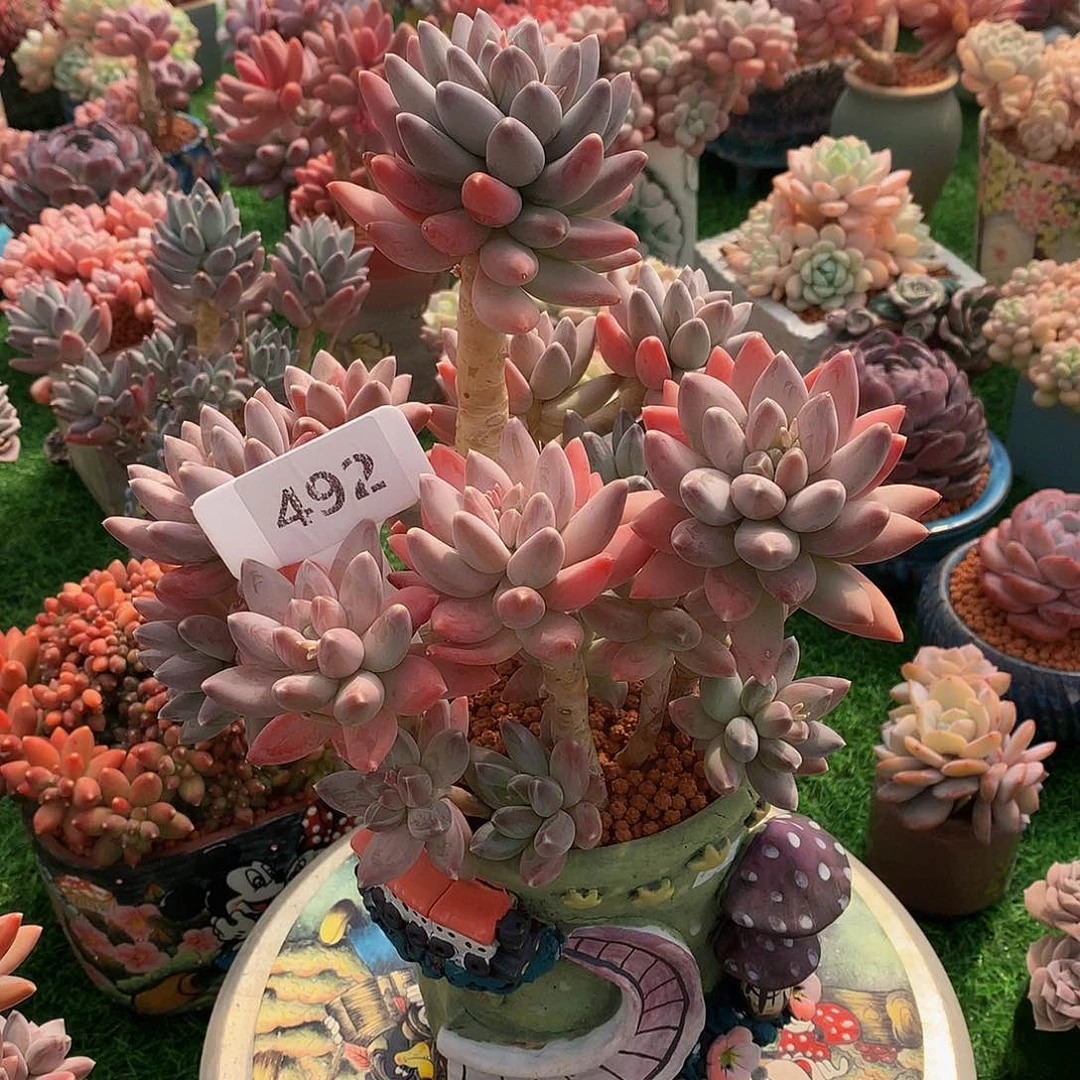 1**6咖啡豆多肉植物6277227