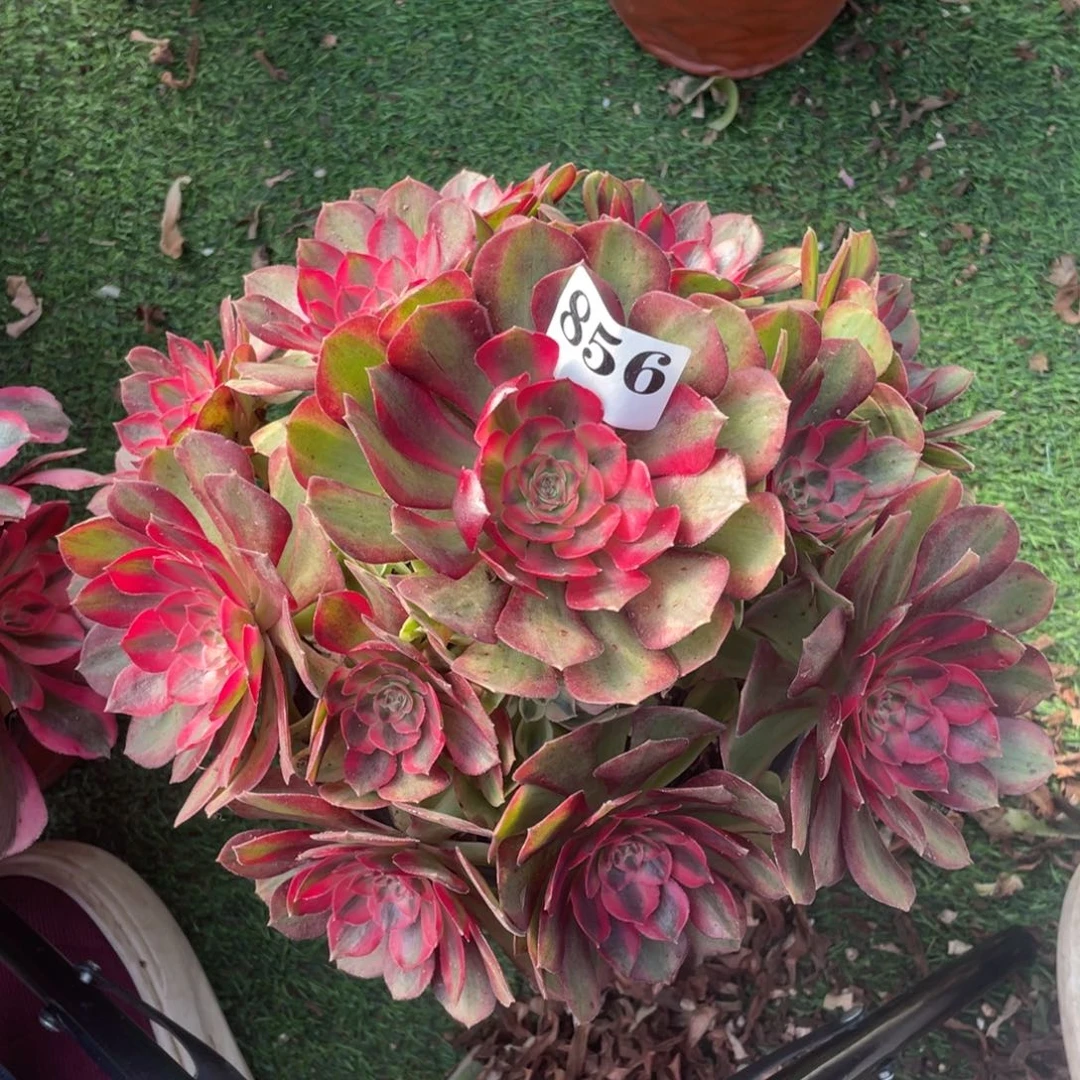 856精品法师玉姿