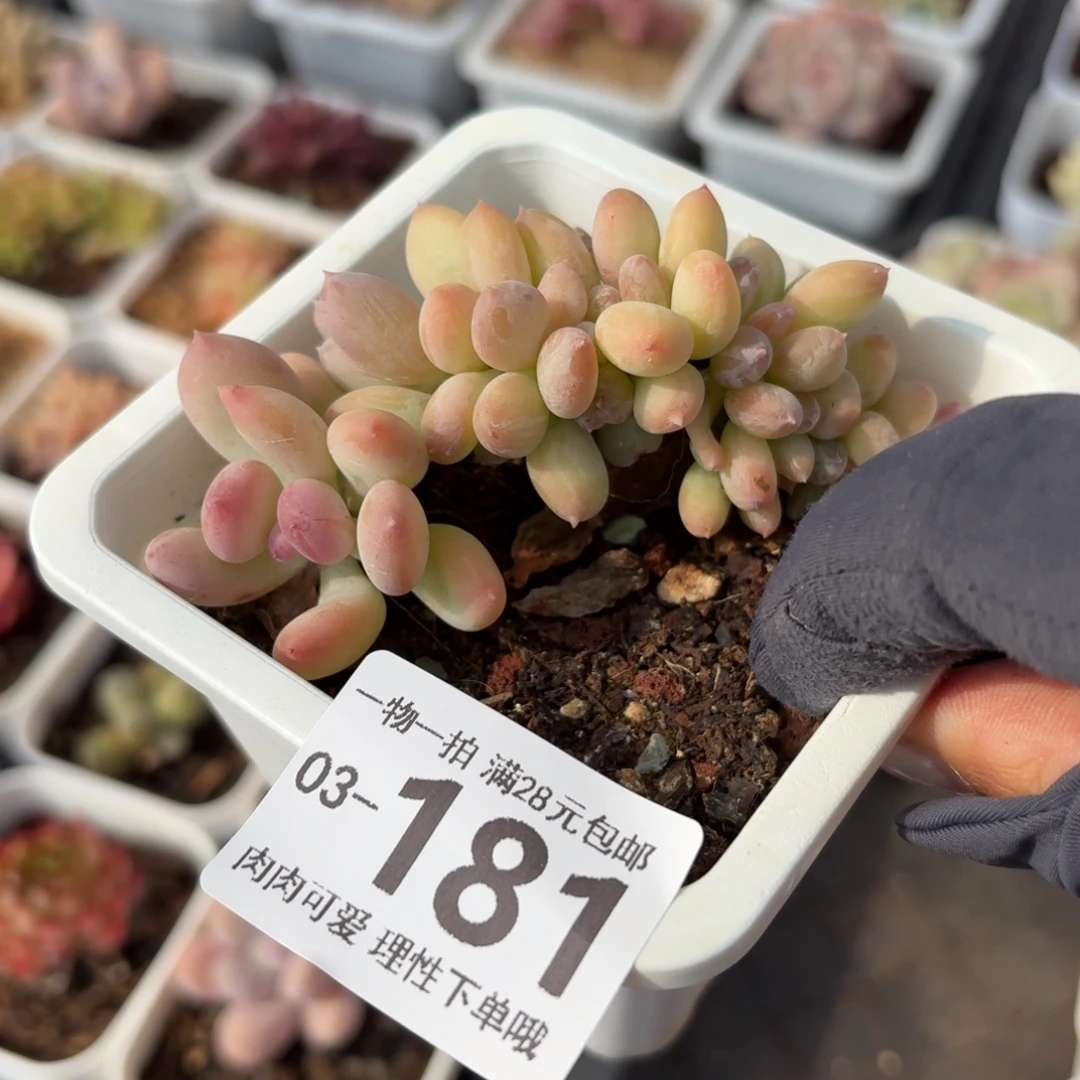 三日月缀无盆土发货