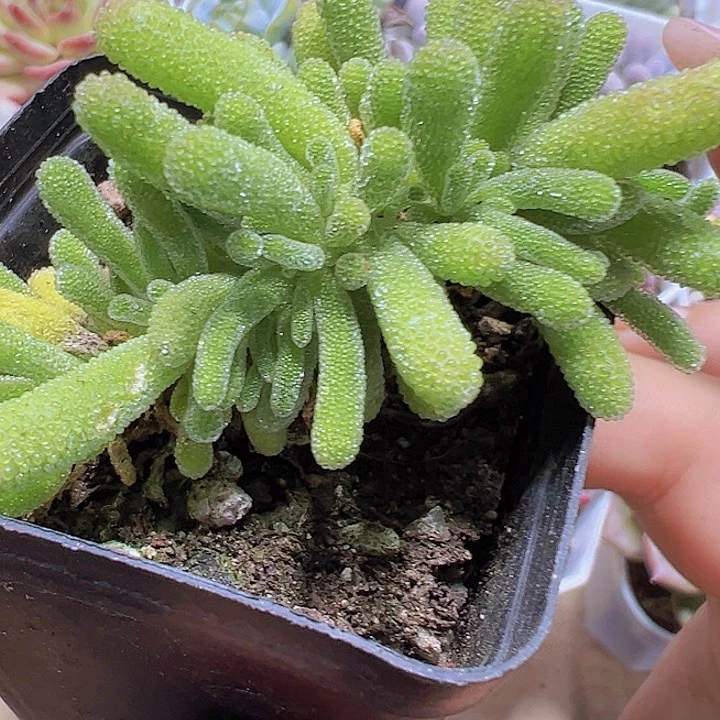 荧光兔枝干19包邮多肉