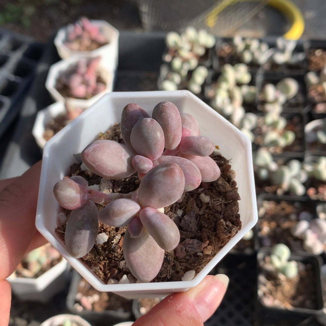 彩虹拉丝锦多肉植物