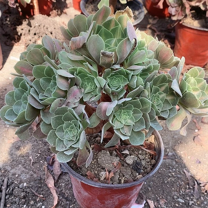 321拿铁多肉植物